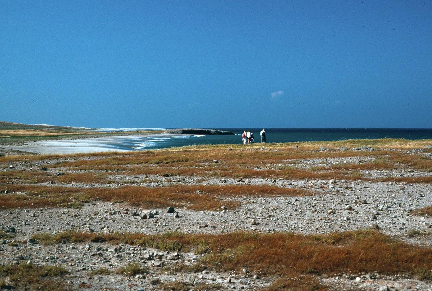 Dudleya Blochmaniae site, South of Î”OAR, Santa Rosa Island 