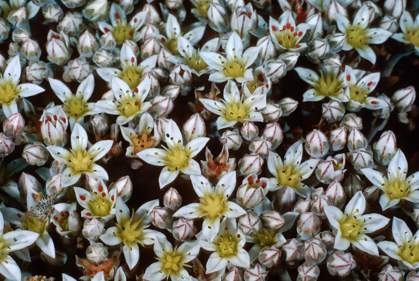 Dudleya blochmaniae insularis, South of Î”OAR, Santa Rosa Island