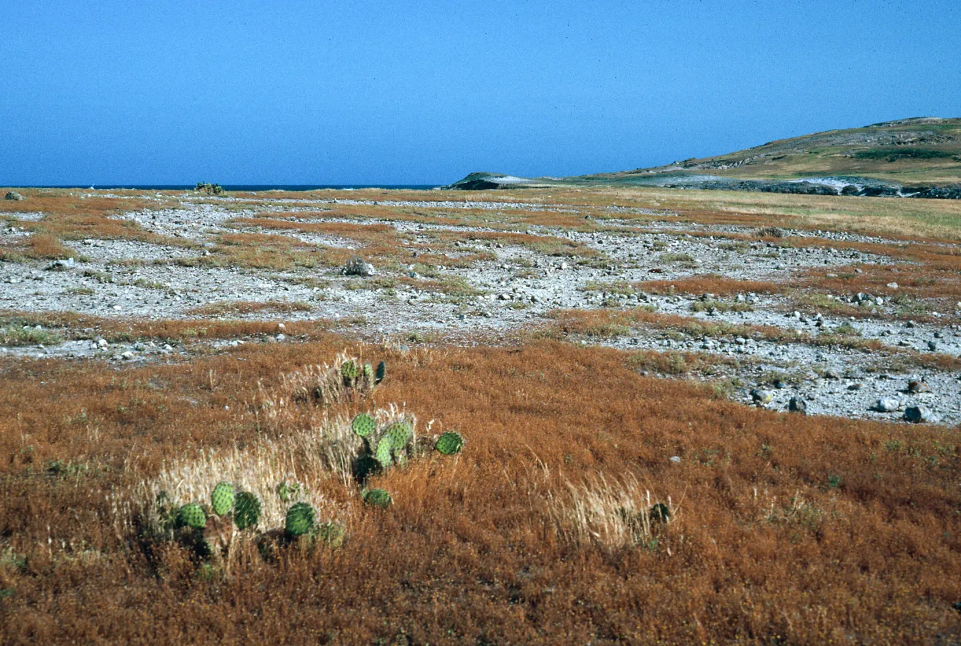 Dudleya Blochmaniae insularis site, South of Î”OAR, Santa Rosa Island