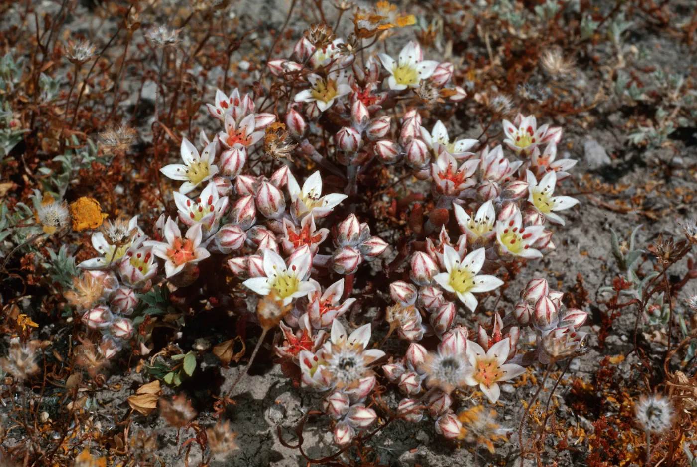 Dudleya blochmaniae insularis, Santa Rosa Island