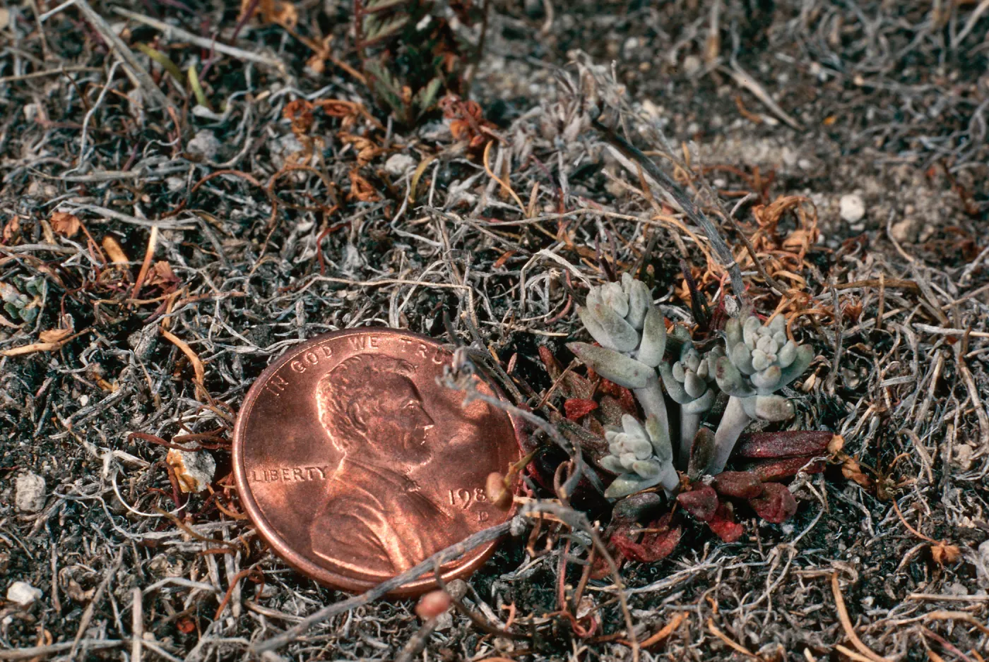 Dudleya blochmaniae insularis, South of Î”OAR, Santa Rosa Island