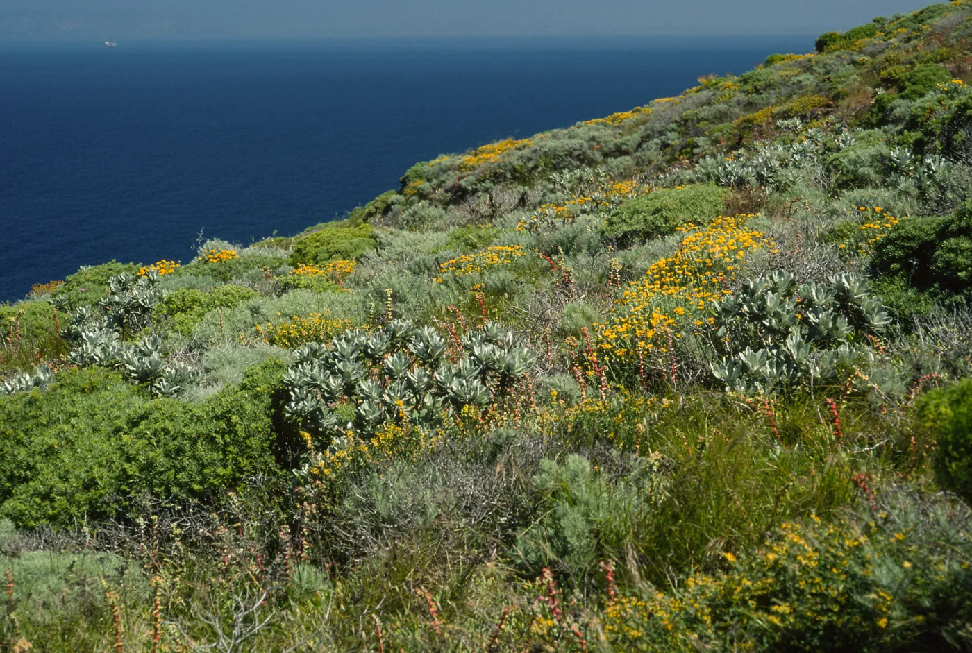 Eriophyllum, Hazardia, Artemisia, Dudleya, etc., West of Summit Peak, West Anacapa Island