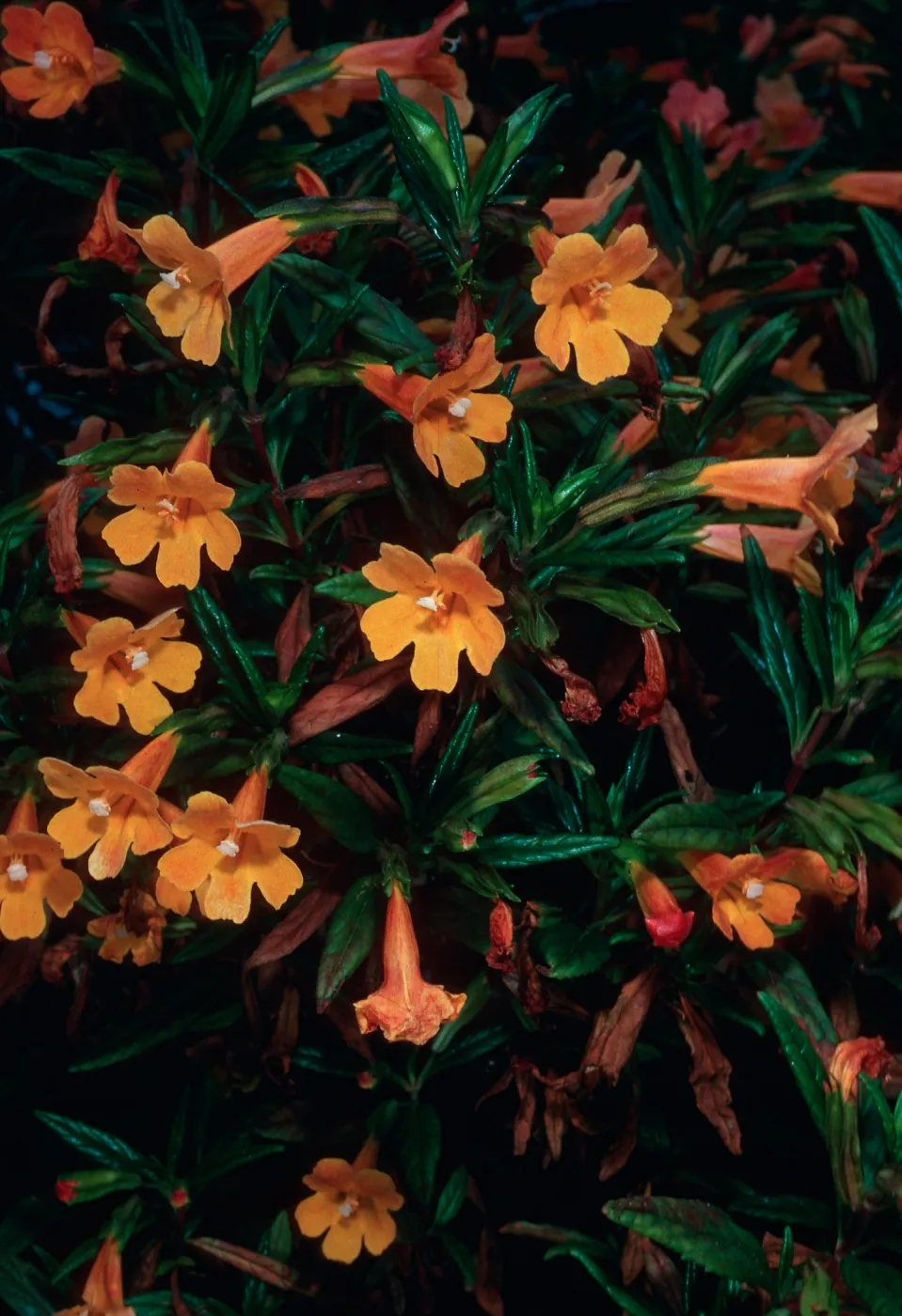 Diplacus parviflorus x longiflorus, above head of Box Canyon, West Anacapa Island