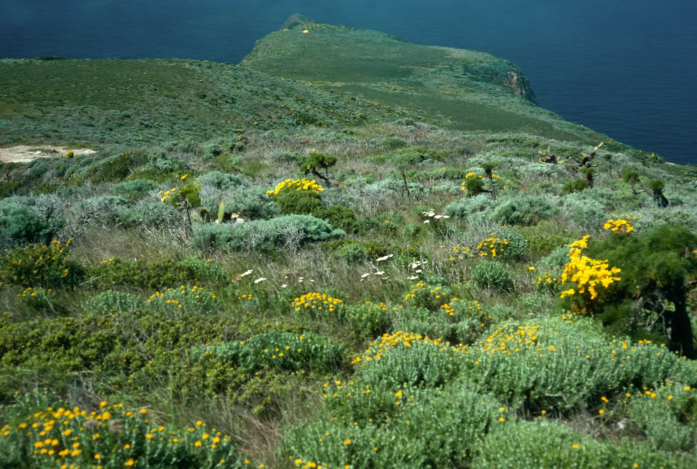Coreopsis, terrace, West of Summit Peak, West Anacapa Island