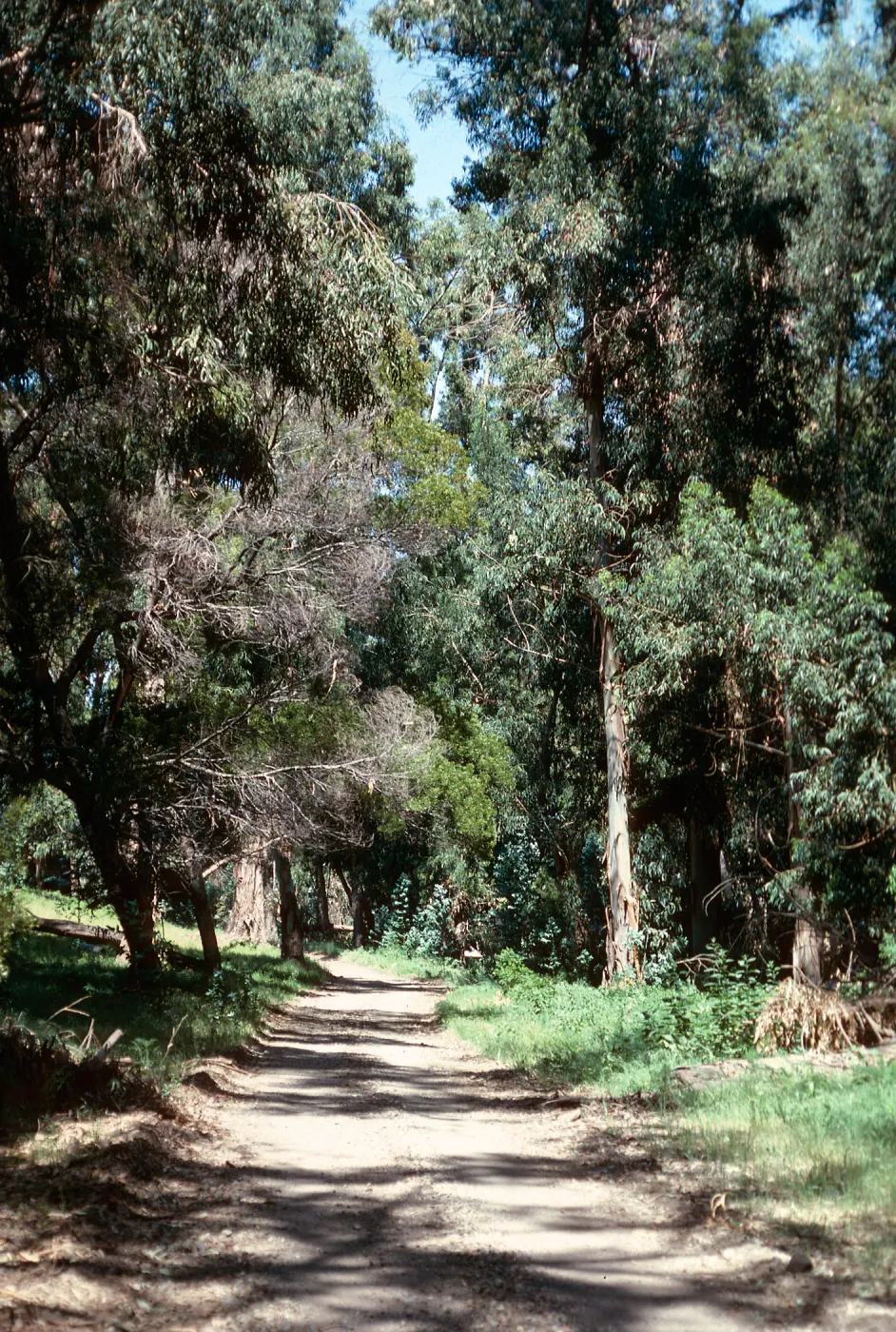 Eucalyptus grove, CaÃ±ada Del Puerto, Santa Cruz Island