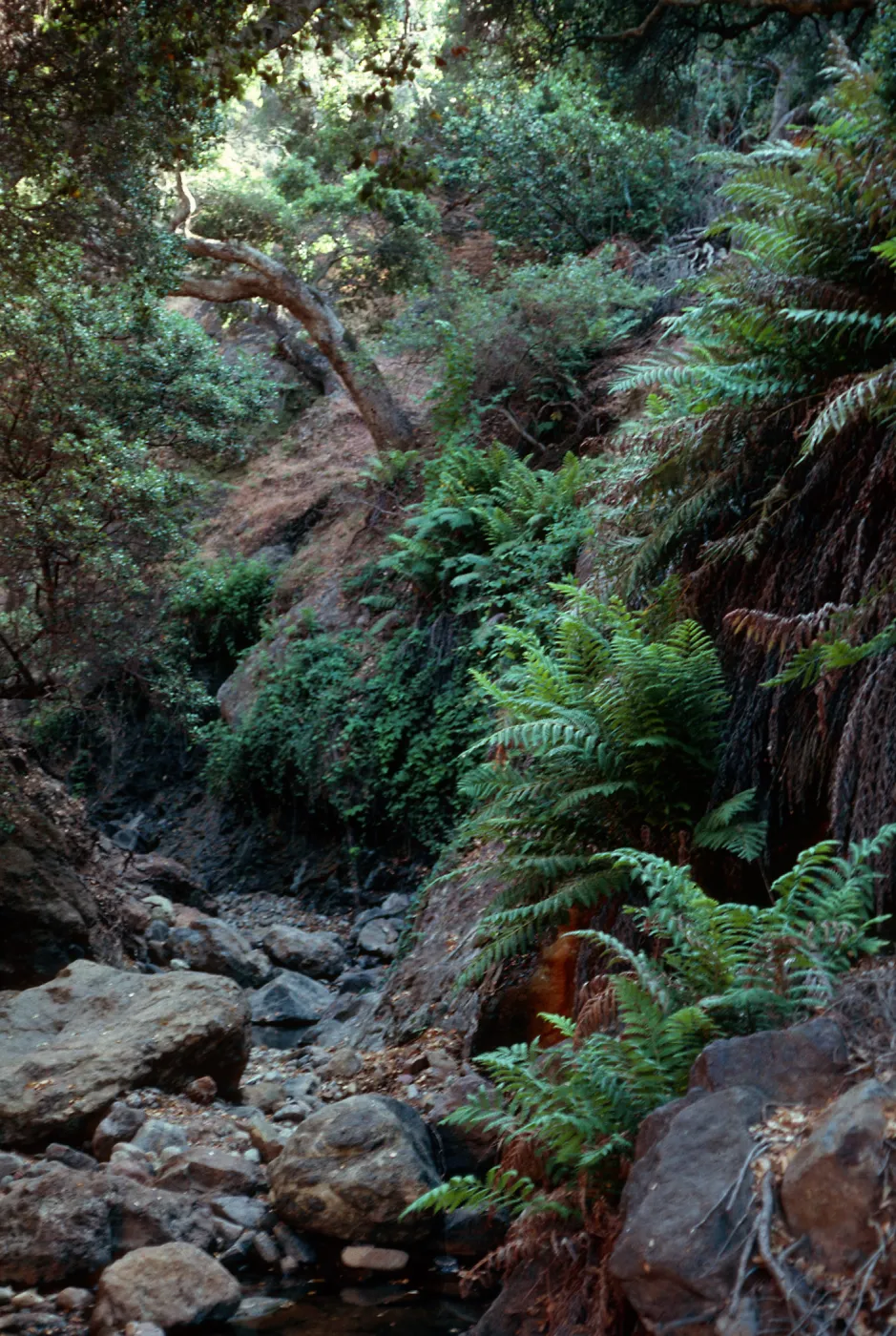 Woodwardia, canyon South of Cueva Valdez, Santa Cruz Island