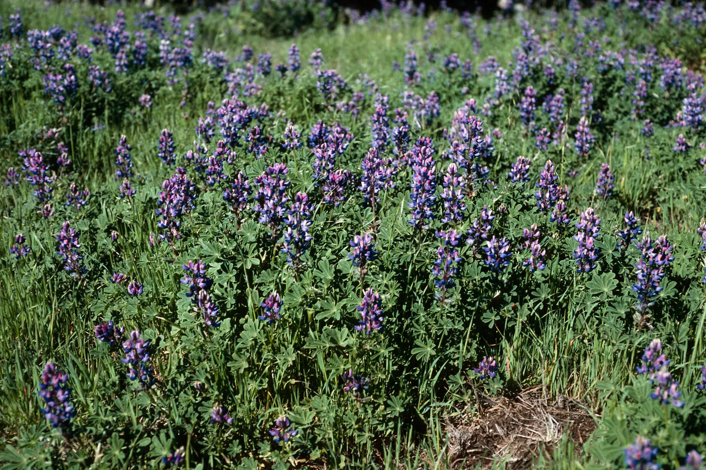 Lupinus succulentus, SC-1229, South Ridge Road, Santa Cruz Island