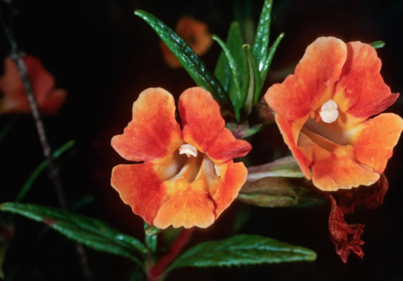 Mimulus longiflorus x flemingii, upper Islay Canyon, Santa Cruz Island