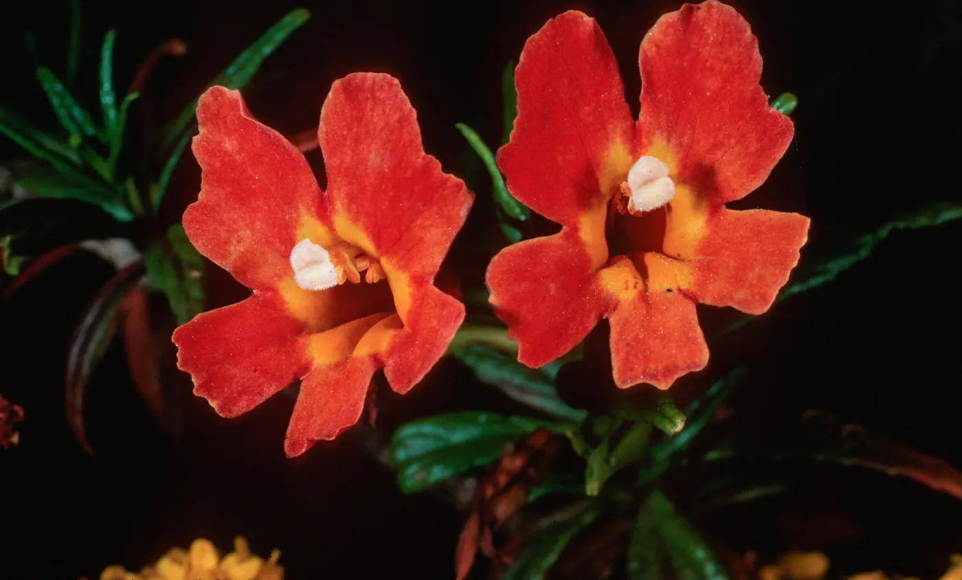 Mimulus longiflorus x flemingii, upper Islay Canyon, Santa Cruz Island