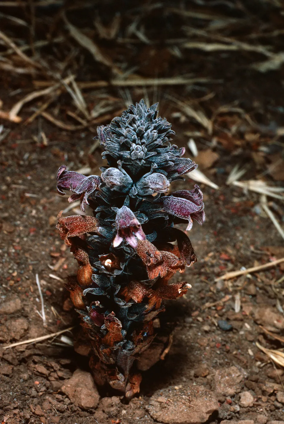 Orobanche bulbosa, collected in Christy Pines, Santa Cruz Island