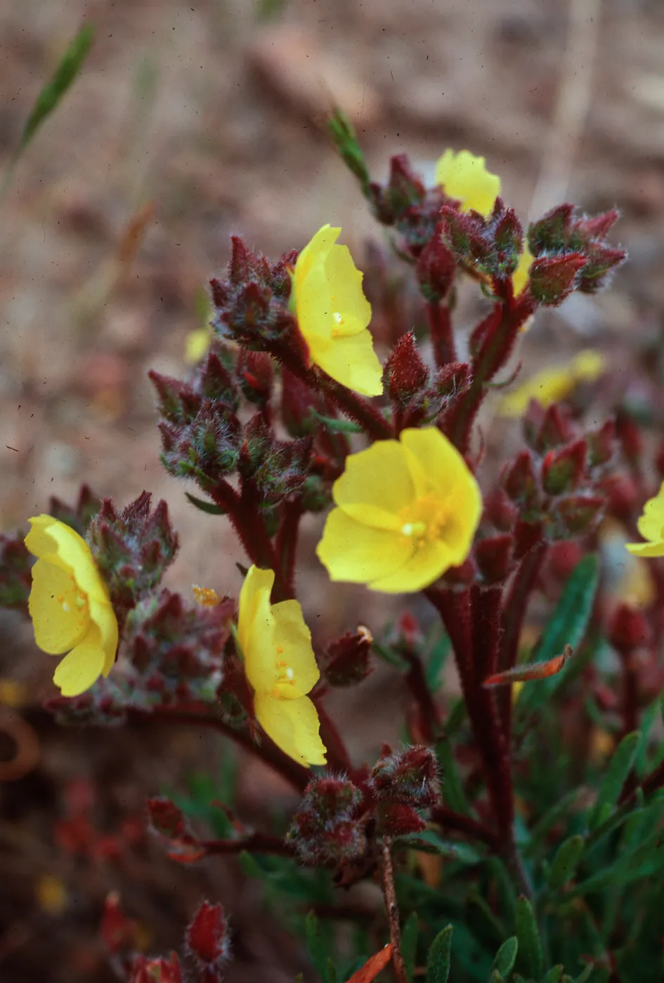 Helianthemum greenei, SC-676, South ridge, 1 mile East of Christy Barn, Santa Cruz Island