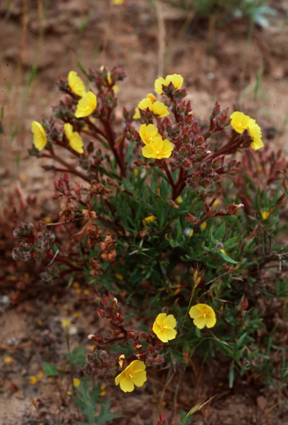 Helianthemum greenei, SC-676, South ridge, 1 mile East of Christy Barn, Santa Cruz Island
