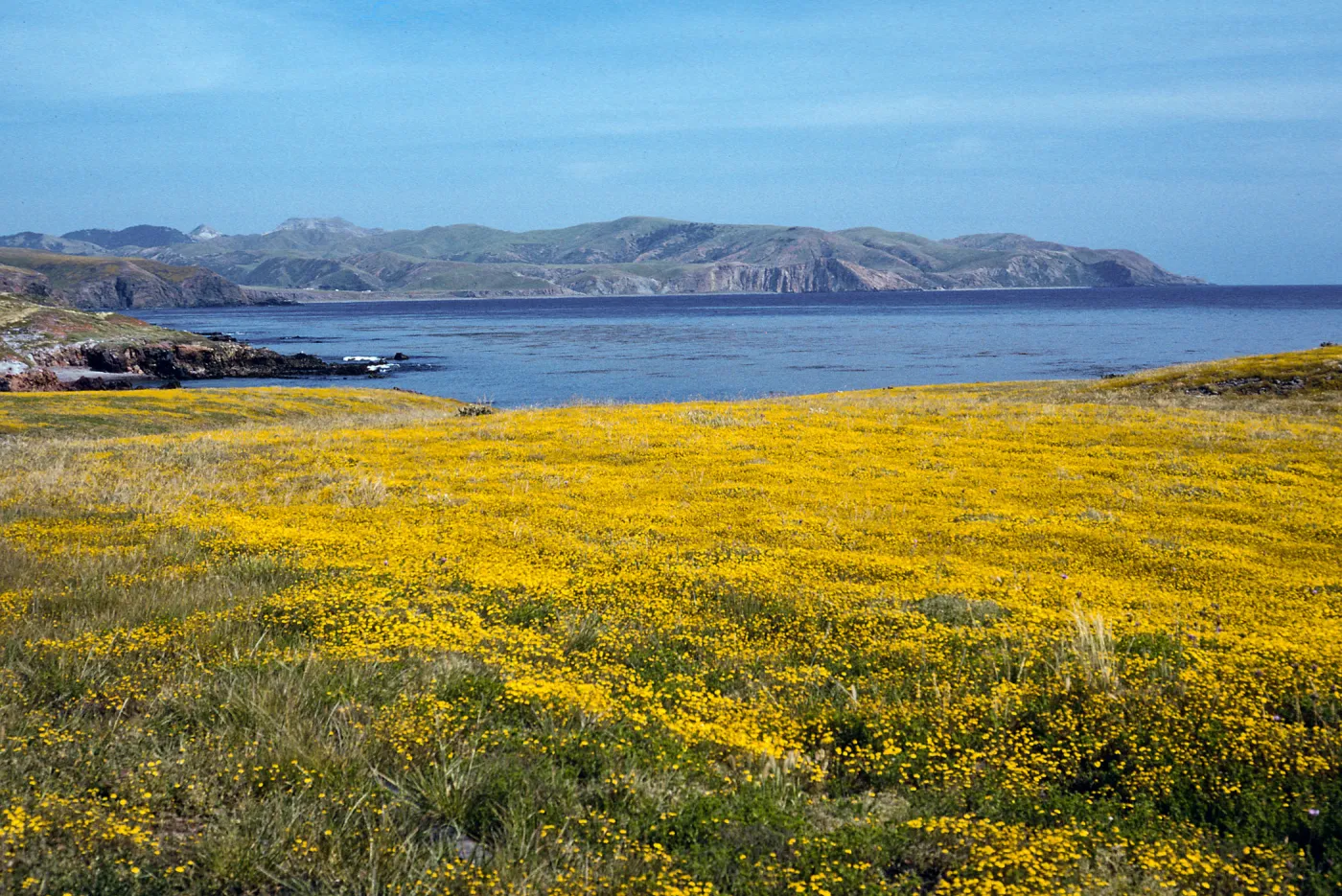 Lasthenia, East of Fraser Point, Santa Cruz Island