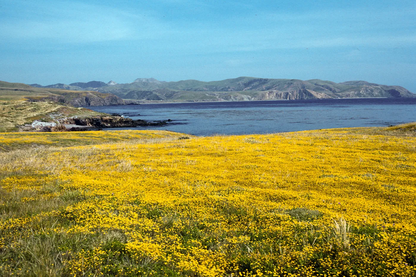 Lasthenia, East of Fraser Point, Santa Cruz Island