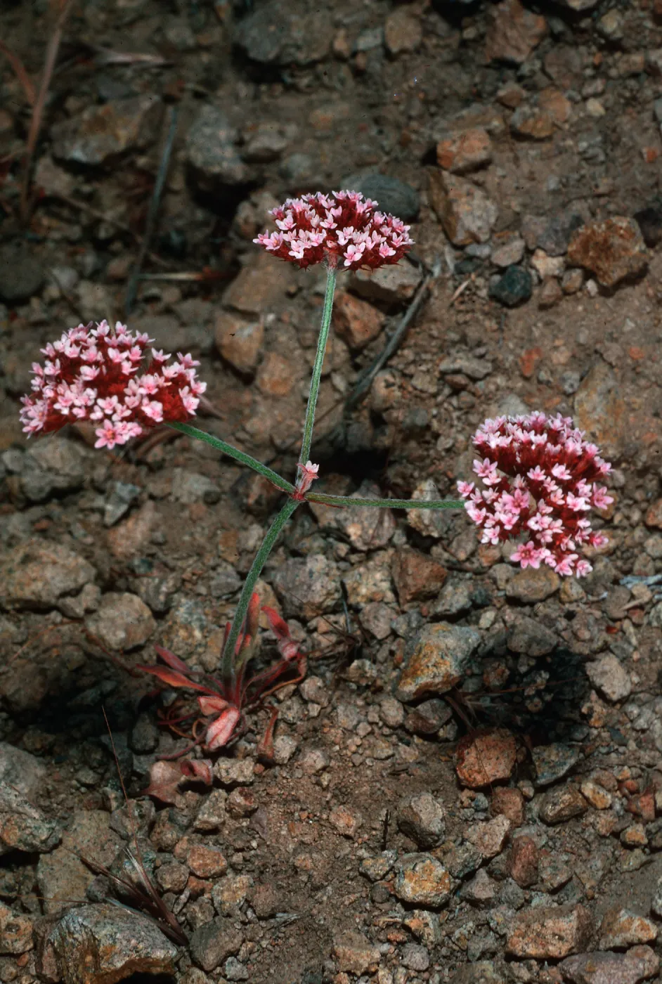 Chorizanthe wheeleri, canyon due North of Lyndals house, Santa Cruz Island