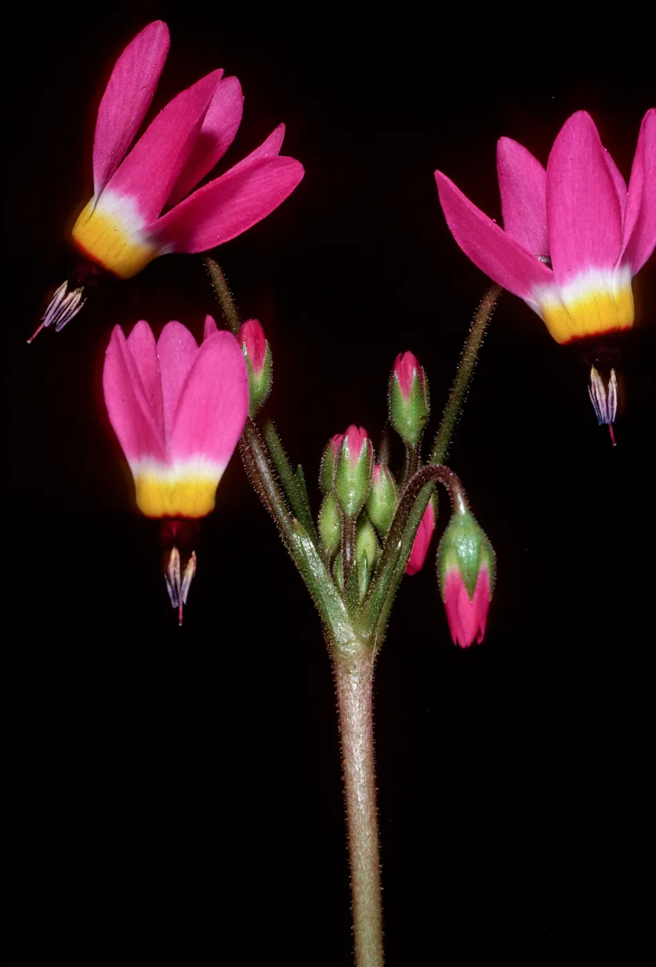 Dodecatheon, just West of field station, Central Valley, Santa Cruz Island