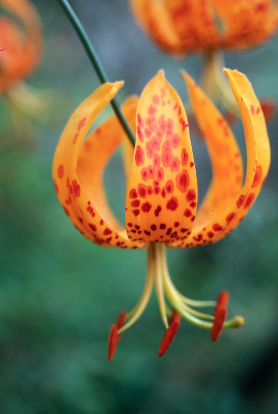 Lilium humboldtii, Central Valley, just West of U. C. Field Station, Santa Cruz Island
