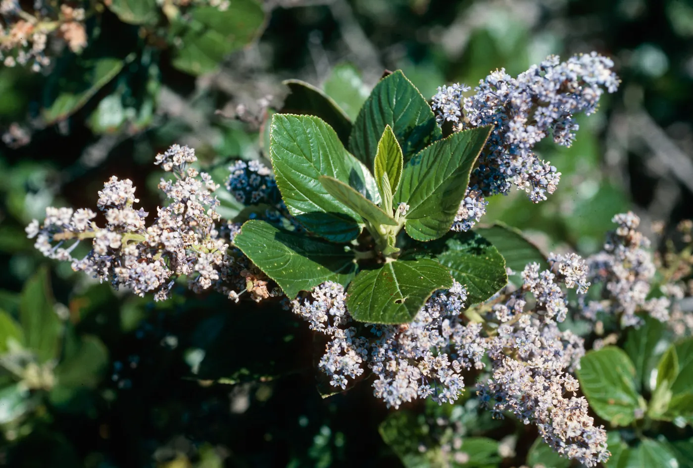 Ceanothus arboreus, South ridge, Santa Cruz Island