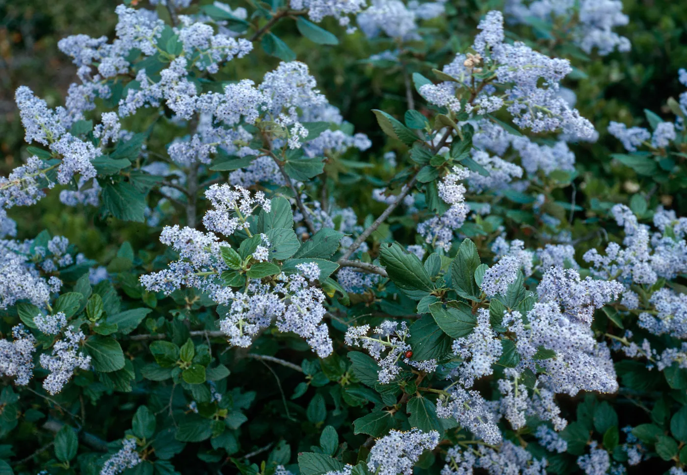 Ceanothus arboreus, Christy Pines, Centinela Connection Road Santa Cruz Island