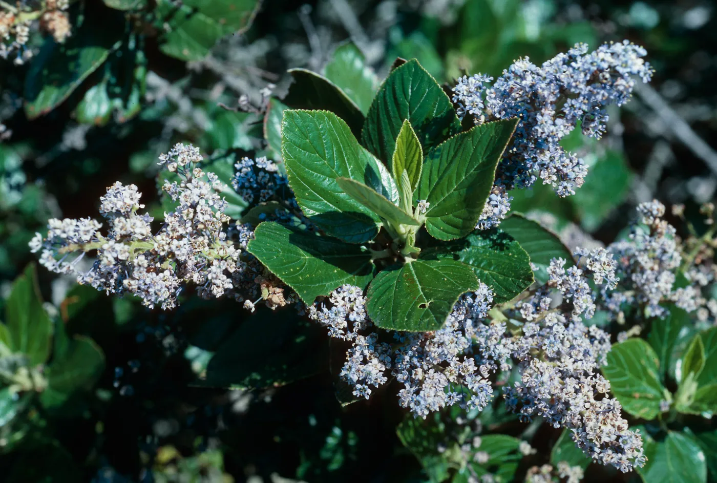 Ceanothus arboreus, South ridge, Santa Cruz Island
