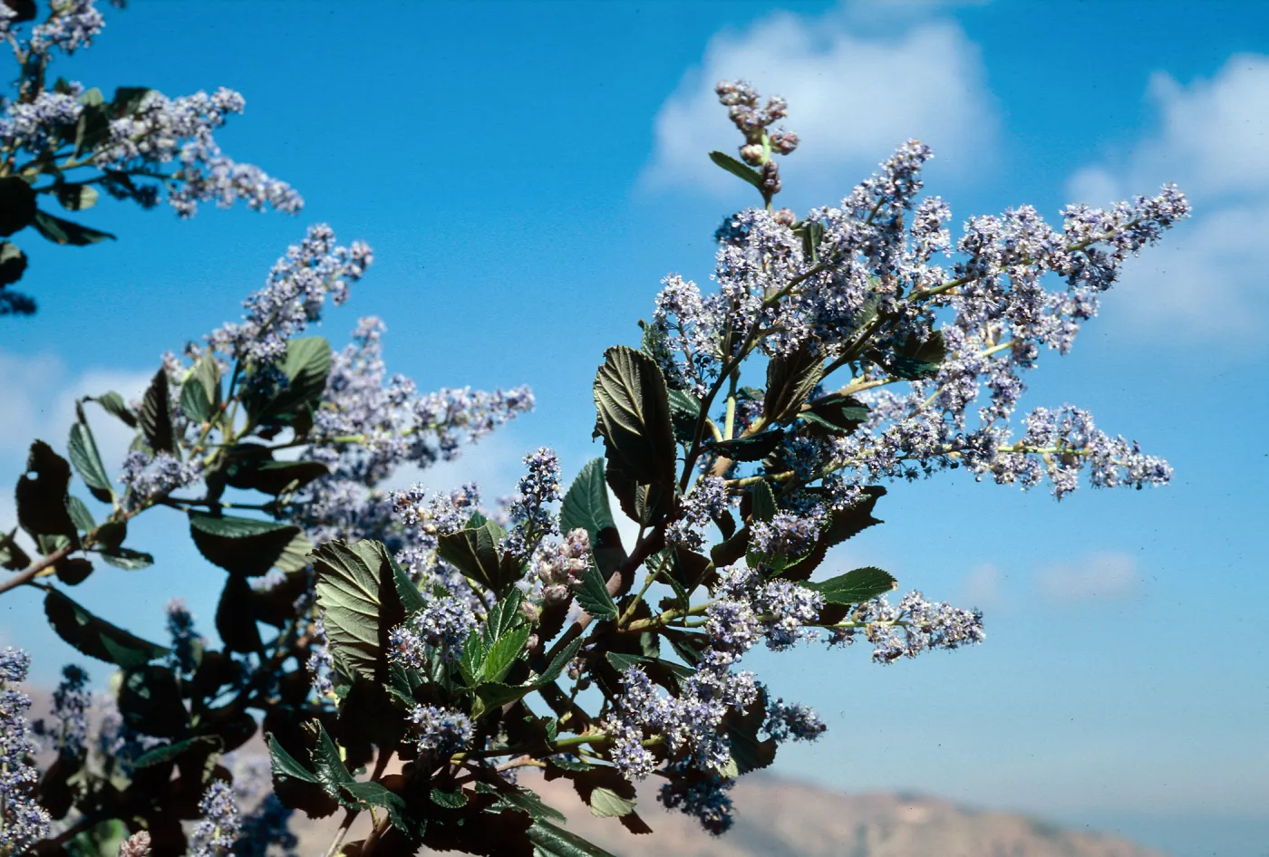 Ceanothus arboreus, South ridge, Santa Cruz Island