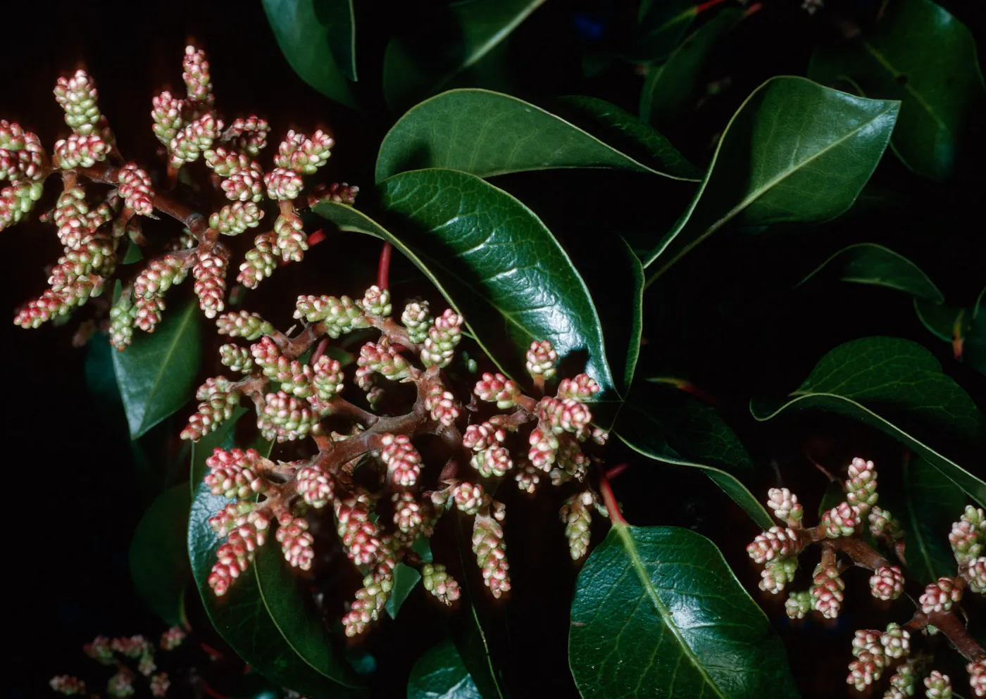 Rhus ovata, CaÃ±ada Del Medio, Santa Cruz Island