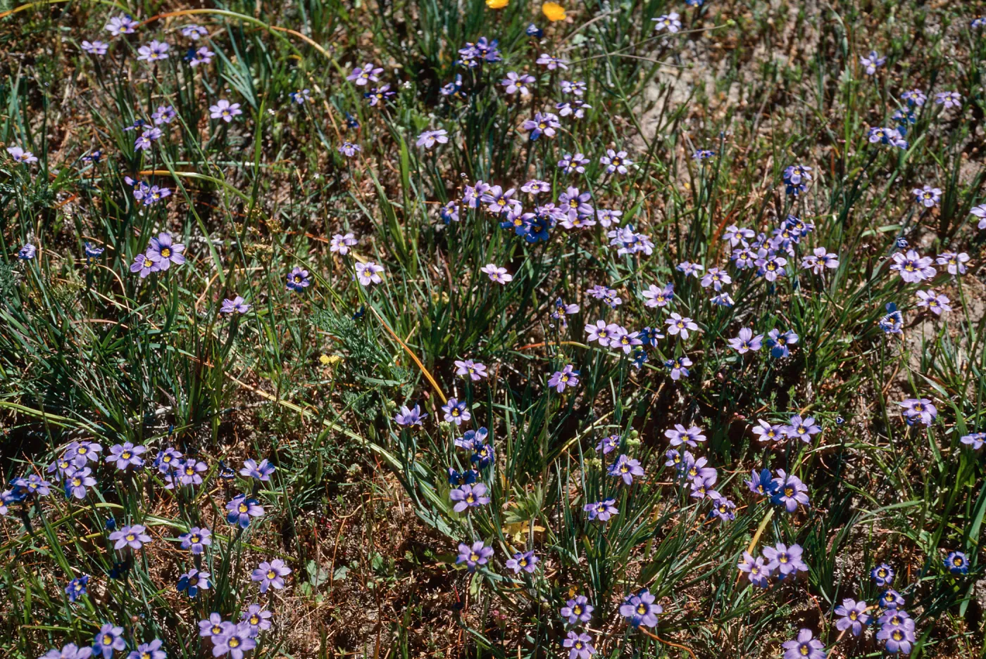 Sisyrinchium bellum, Sauces Canyon, Santa Cruz Island
