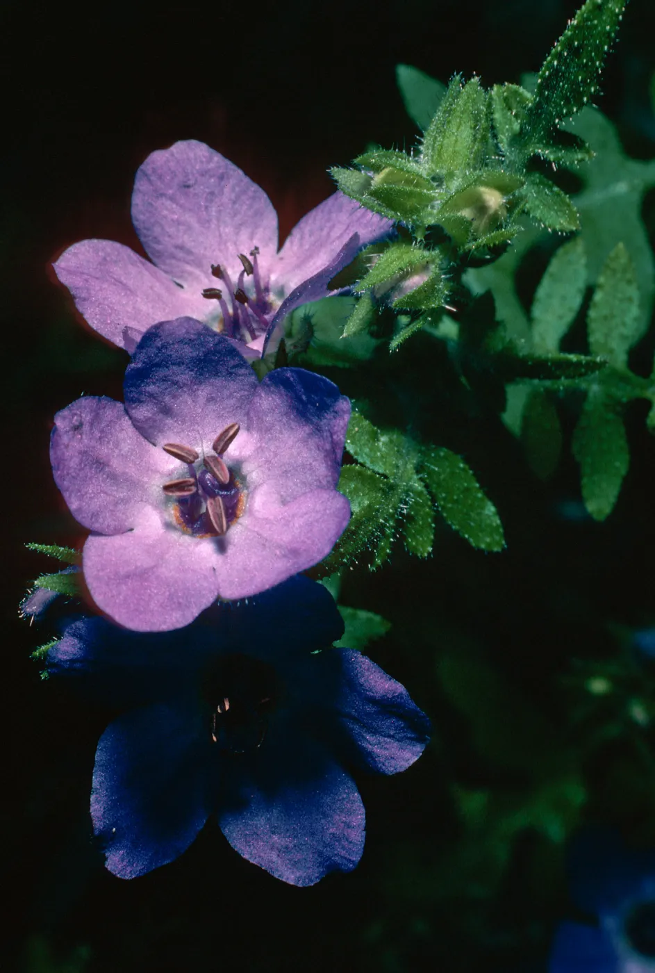 Pholistoma auritum, Prisoners Harbor, Santa Cruz Island