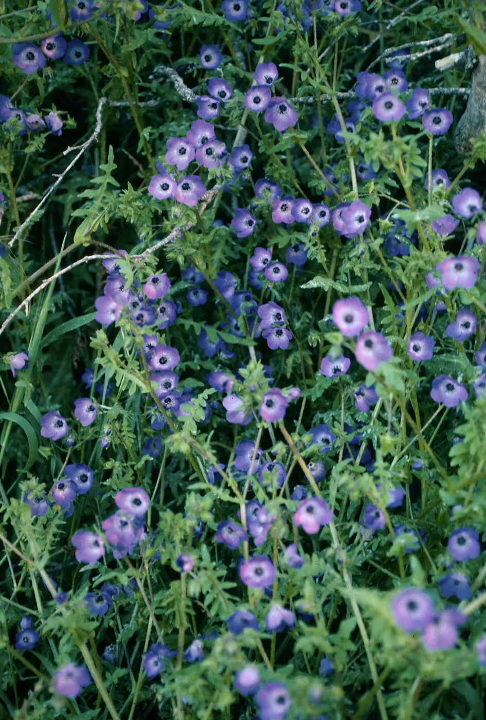 Pholistoma auritum, China Pines, Santa Cruz Island