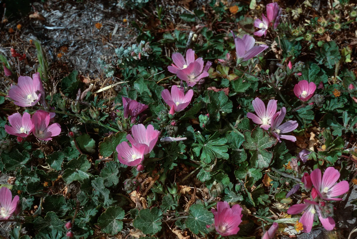 Sidalcea malviflora, Fraser Point, Santa Cruz Island