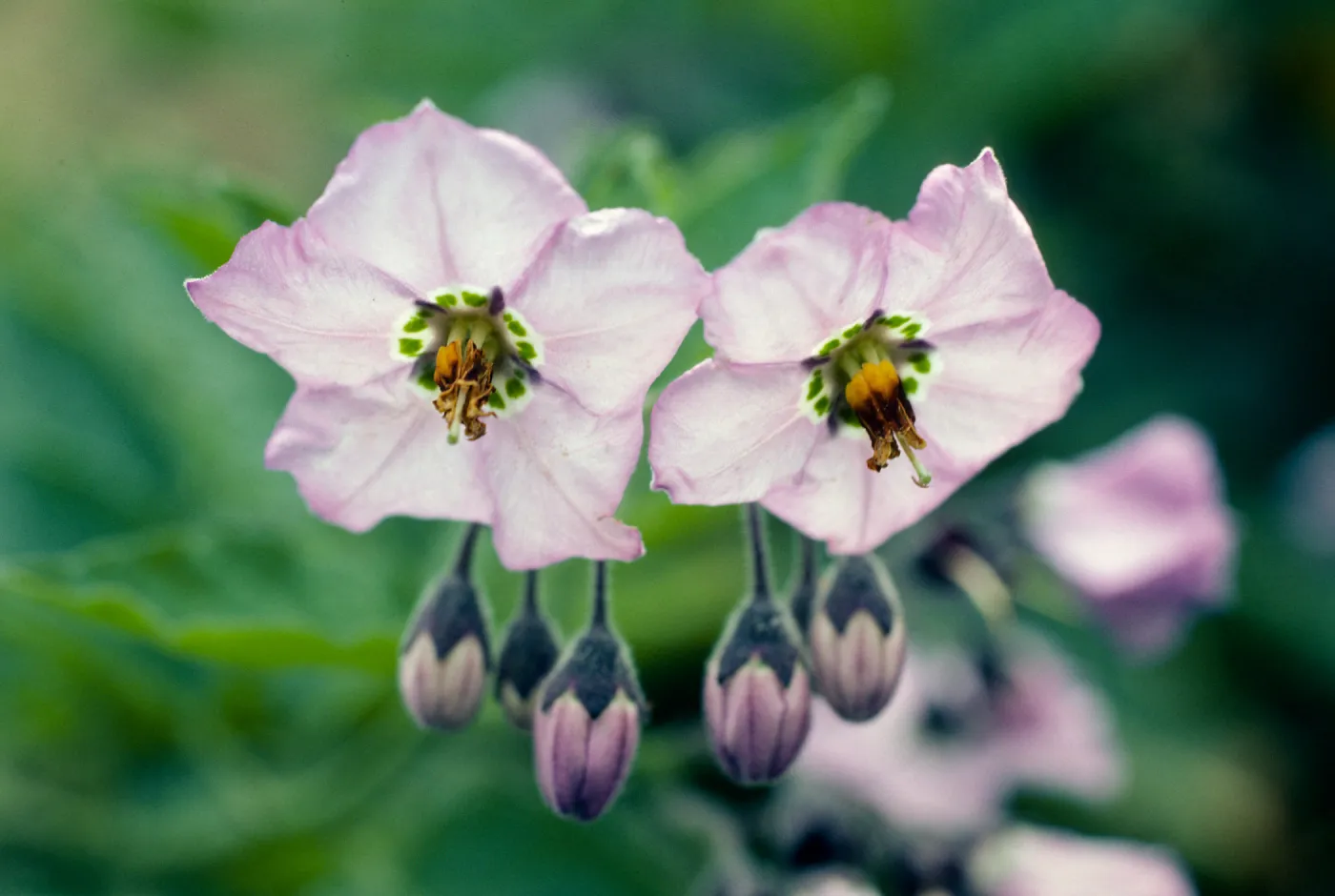 Solanum clokeyi, mouth of Eagle Canyon, Santa Cruz Island