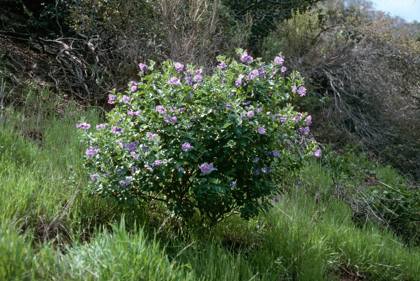 Solanum clokeyi, CaÃ±ada Del Portezuela, Santa Cruz Island