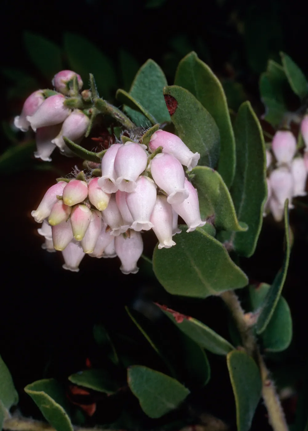 Arctostaphylos viridissima, East Pines, Santa Cruz Island