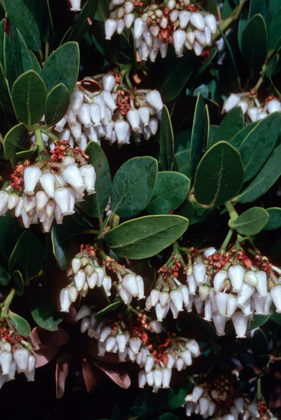 Arctostaphylos insularis, upper Islay Canyon, Santa Cruz Island