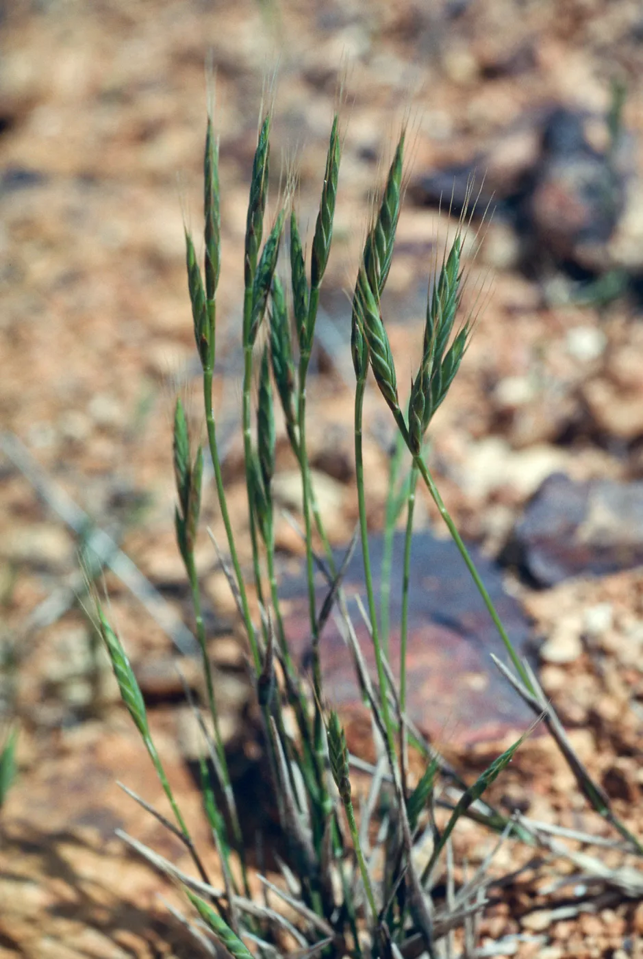 Brachypodium distachyon, SC-3773,South Ridge Road, Santa Cruz Island