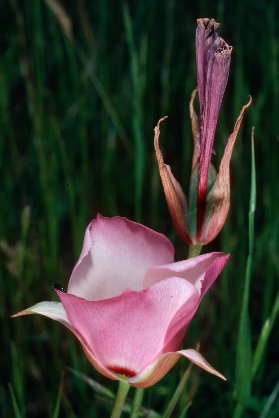 Calochortus catalinae, road to west end, Santa Cruz Island