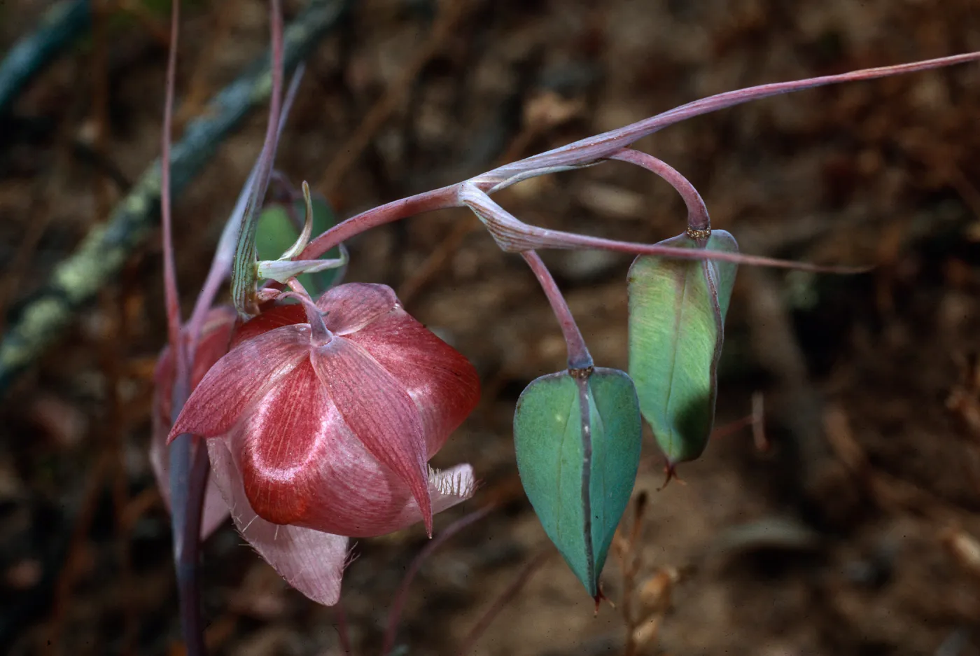 Calochortus albus, South Ridge Road near Laguna Canyon, Santa Cruz Island