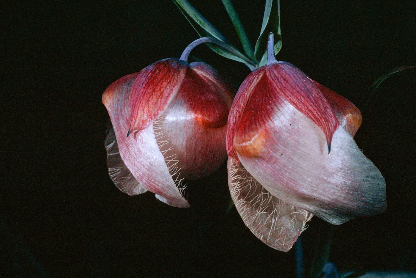 Calochortus albus, Camino de la Casa, Santa Cruz Island