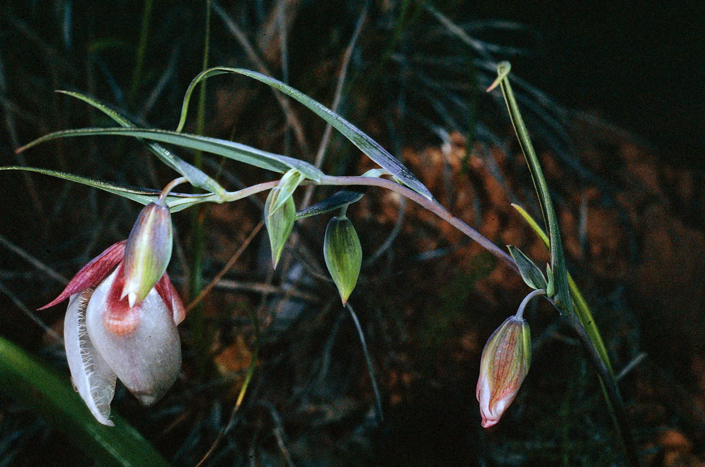 Calochortus albus, Camino de la Casa, Santa Cruz Island