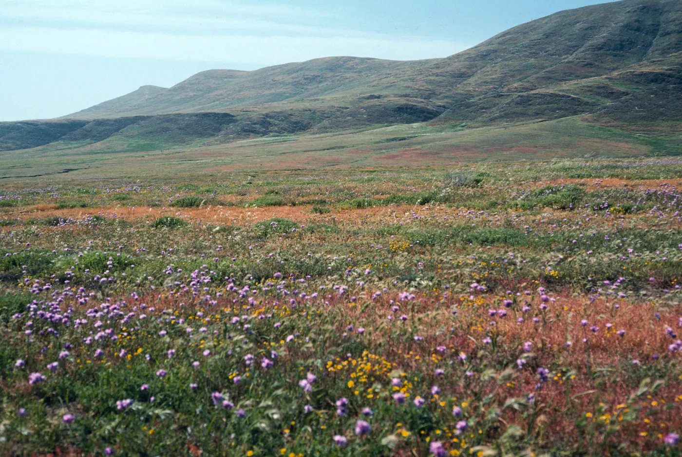 Dichelostemma, West of Rancho Nuevo, Santa Cruz Island