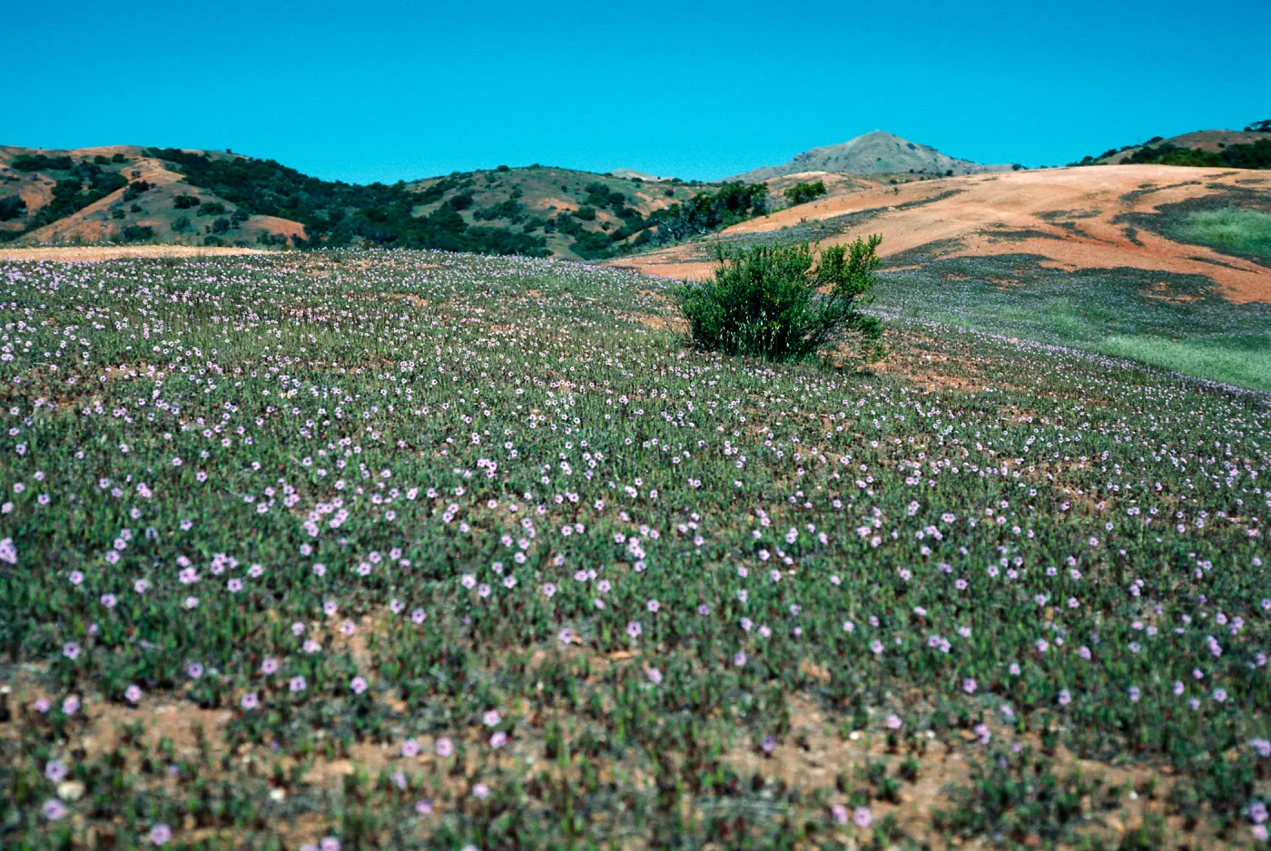 Erodium botrys, South Ridge Road, Santa Cruz Island
