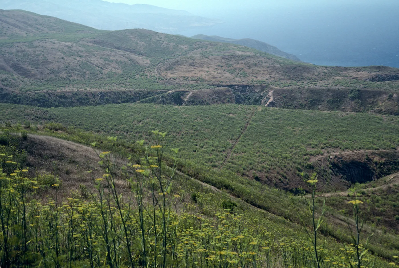 Foeniculum, Road to China Harbor, Burn of June 1990, Santa Cruz Island