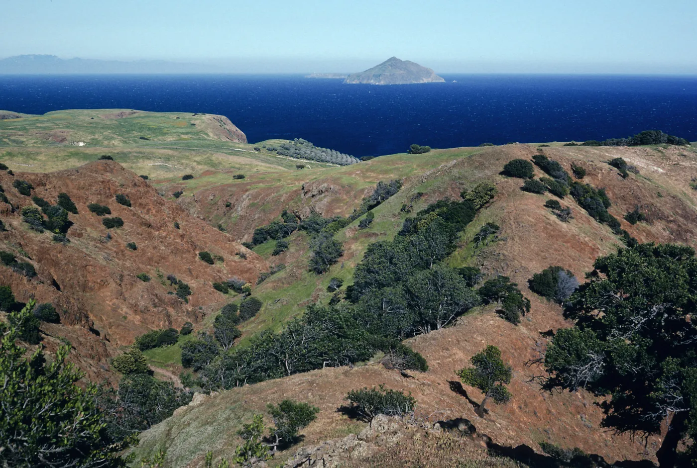 Lyonothamnus, Upper Smugglers Canyon, Santa Cruz Island