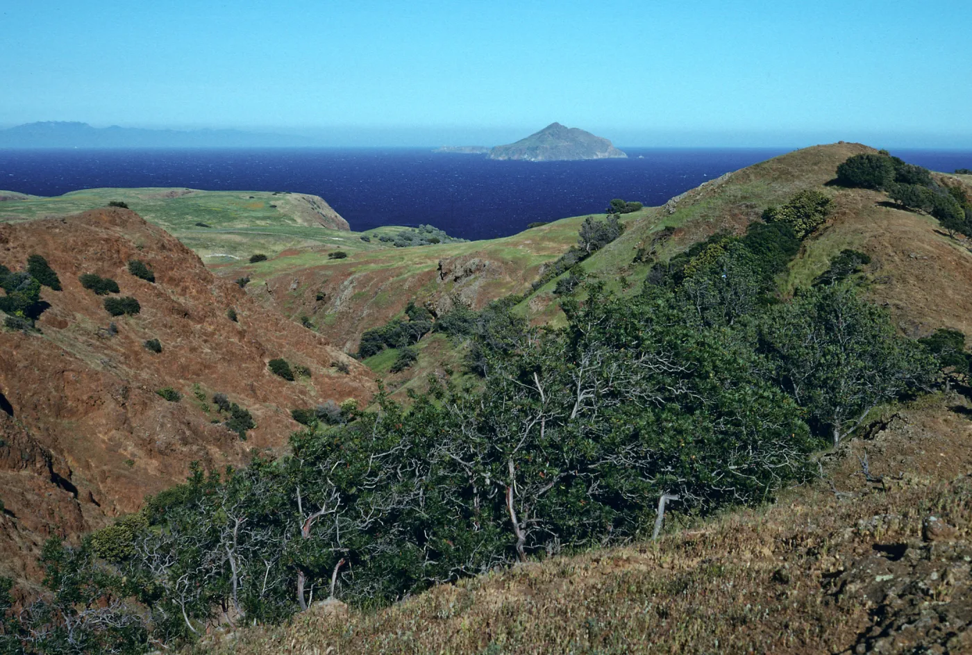 Lyonothamnus, Smugglers Canyon, Santa Cruz Island