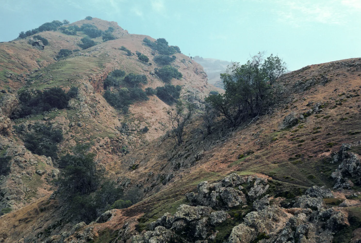 Lyonothamnus, West side of middle fork of Lady's Canyon (between groves #91 & 105), Santa Cruz Island