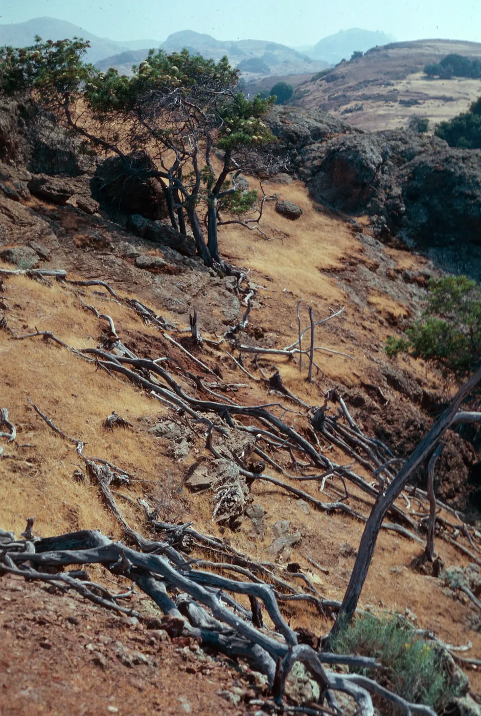 Dead Lyonothamnus, east fork of Orizaba Canyon, just above fork on west slope, Santa Cruz Island