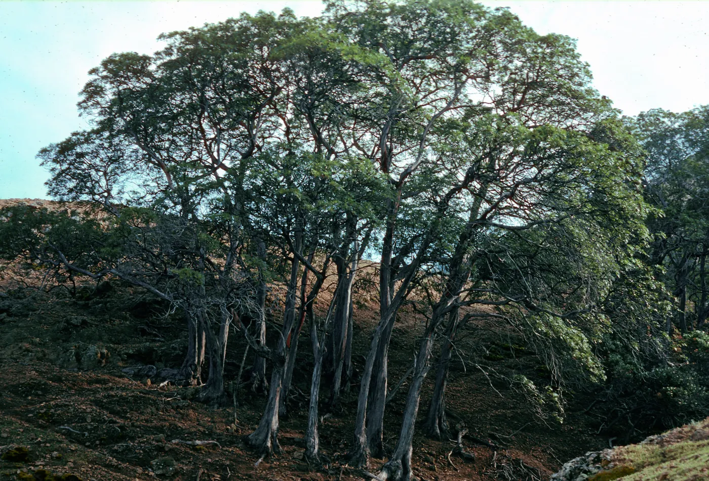 Round Lyonthamnus grove, Upper Lady's Canyon just west of Grove #102, Santa Cruz Island