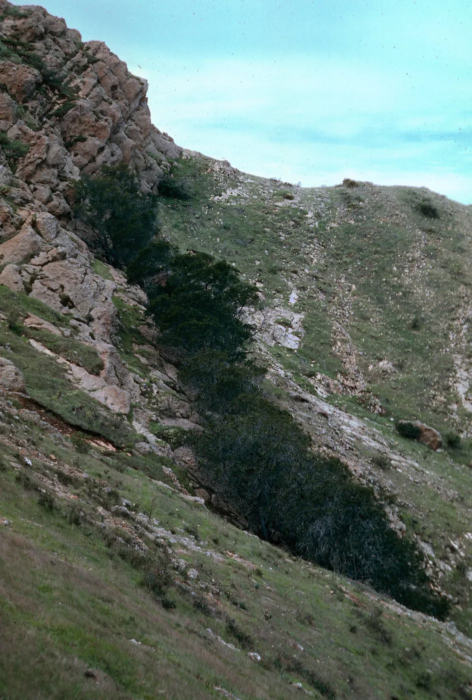 Lyonothamnus grove, 1st side canyon back from beach west of Willows Canyon, Santa Cruz Island