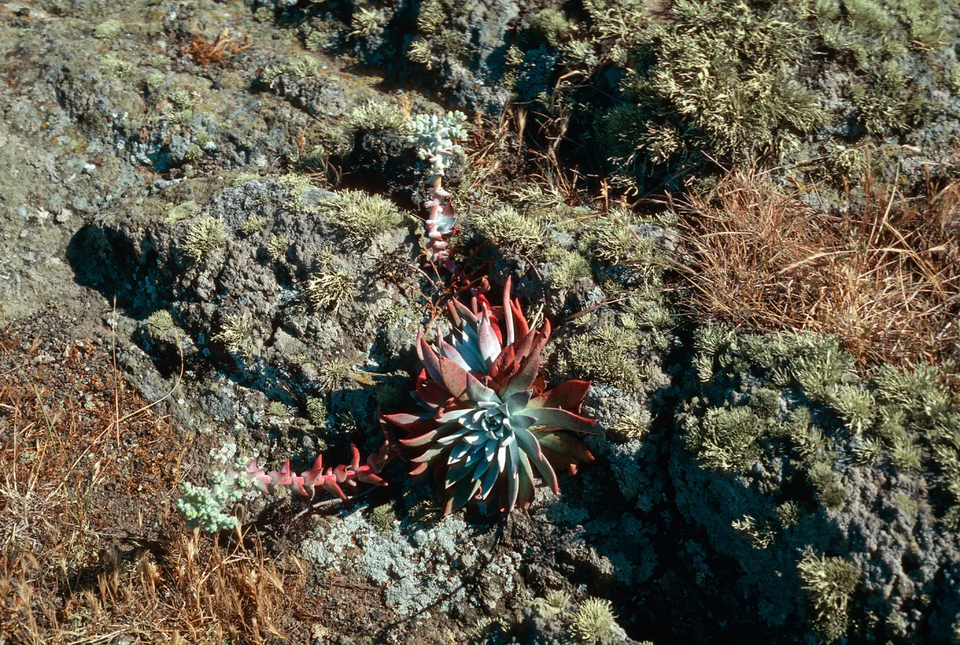 Dudleya greenei, West Point Ridge, Santa Cruz Island
