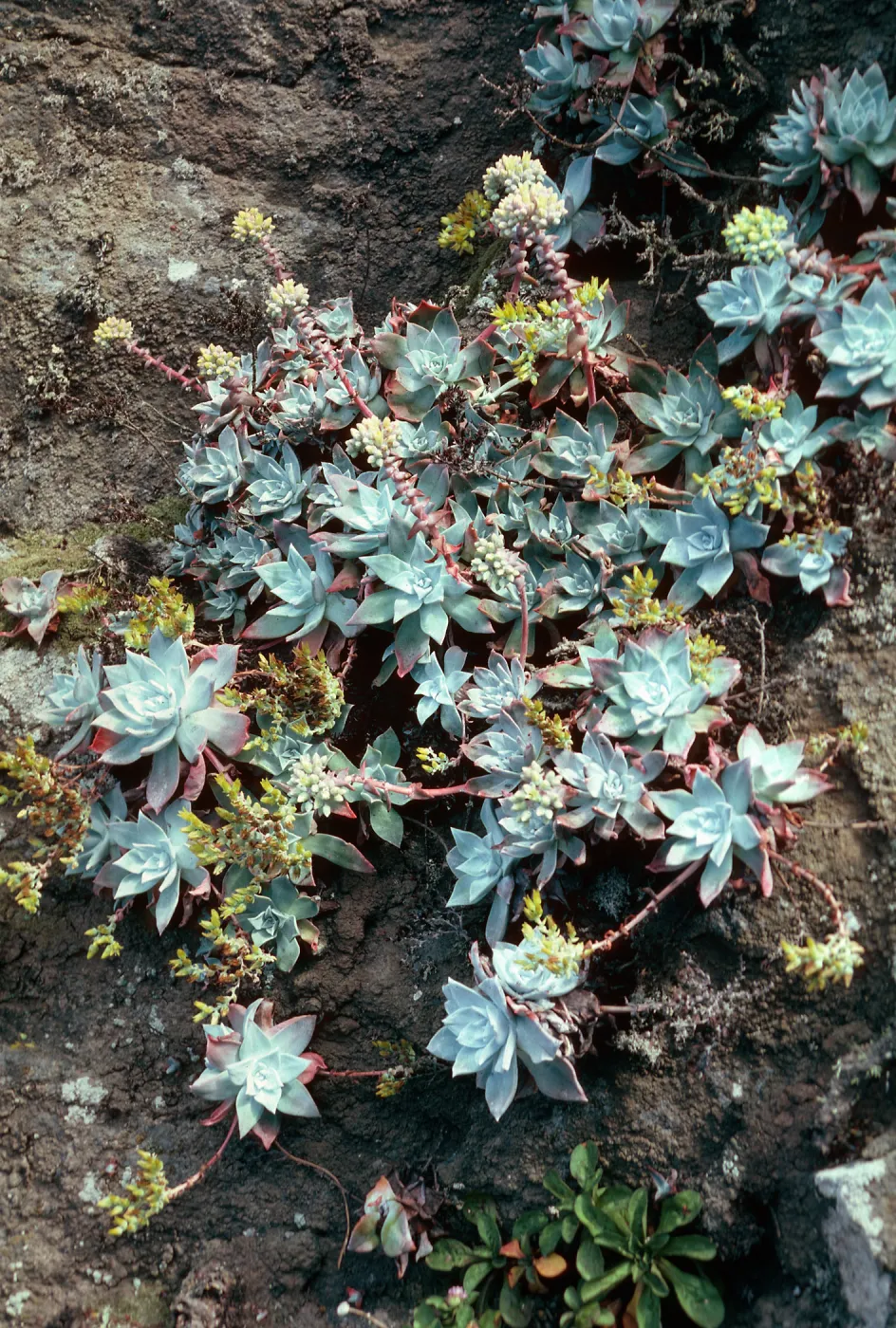 Dudleya greenei, bluffs Northeast of West Point, Santa Cruz Island